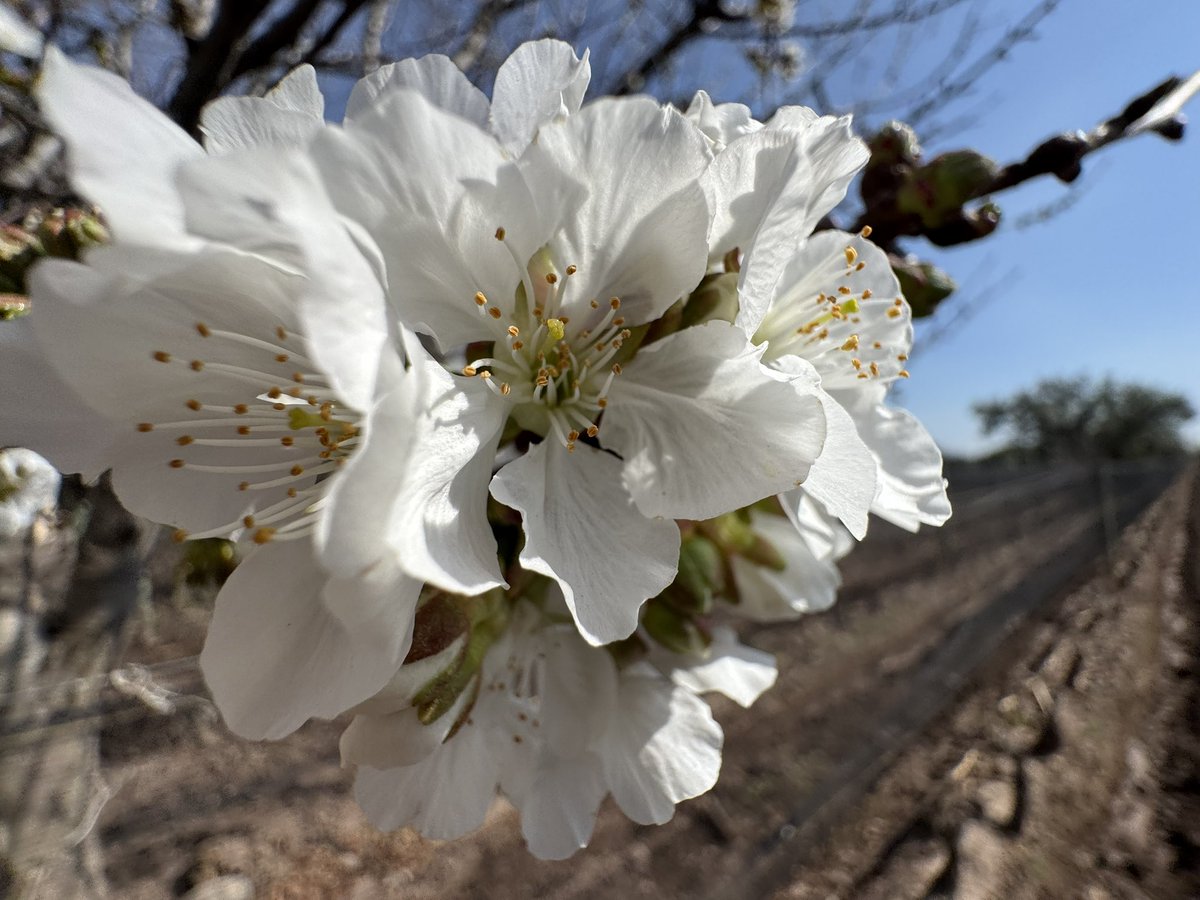 expreso viña 1924 próxima estación primavera