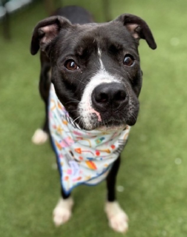 💔Mochi Moo Moo💔
#NYCACC #233721 1y
▪️Relisted TBK: 9/18💉 

Precious, sweet baby's 💔, in scary shelter!
Handsome, playful puppy's stressed in tiny cell,
bangs on transfer door.
Deserves loving, N.East #Foster/#Adopter, 4 security, 2 blossom as yr 4ever BFF.

DM <a href="/CathyPolicky/">Cathy Policky</a>