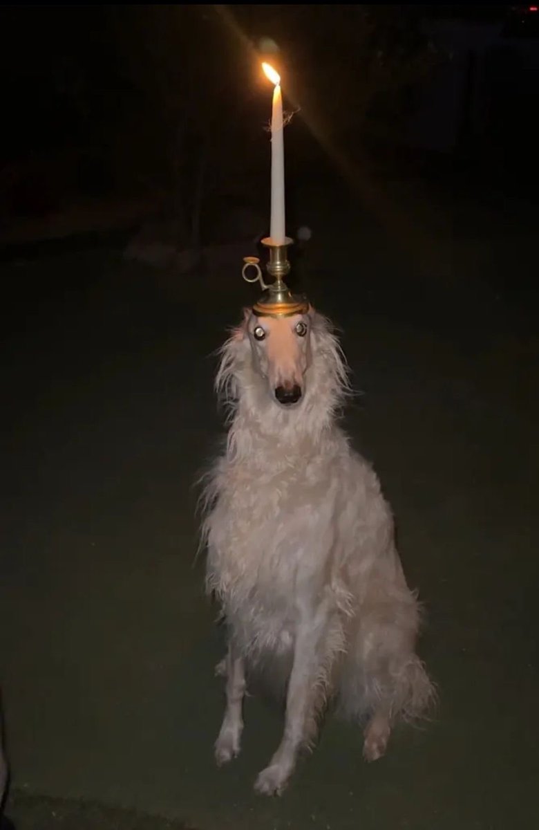 goobymcgoober's tweet photo. @taffetaribbon #weirdlooking #horse https://t.co/9fSdU4Essi
