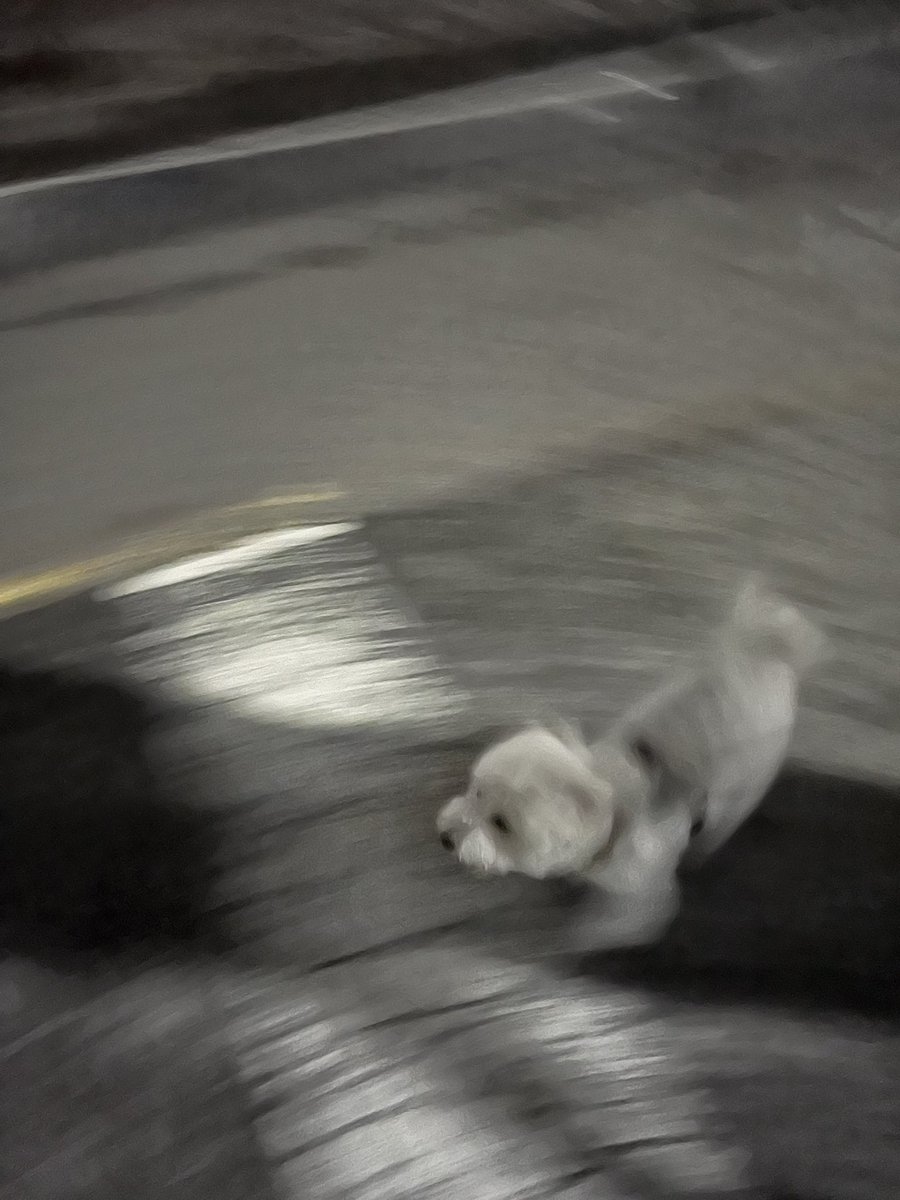 오늘의 일기: 뉴나가 화장실 간 사이 식탁위의 햄부기를 냅다 집어삼키다 발이 거이 나아서 오랫만에 산책해따 신이났다 날아다녀따 - 끝 🐾