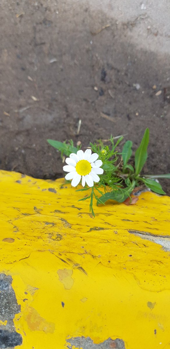 Observo la vida de una manera algo particular.. siempre lo sospeche, pero este año me enseño a darme cuenta de eso.
No se si sea por mi curiosidad creativa pero me parece tan bello observarlo todo.. y me emociono porque descubrí que ese es mi modo de amarlo todo también..