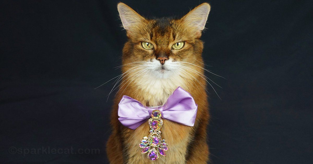 sparklecat's tweet image. You saw these new accessories on my cat show post, but I thought I'd give them a dedicated modeling session! Check them out and let me know if you like them: buff.ly/Nq7hF2E #catmodel #cathat #catfashion