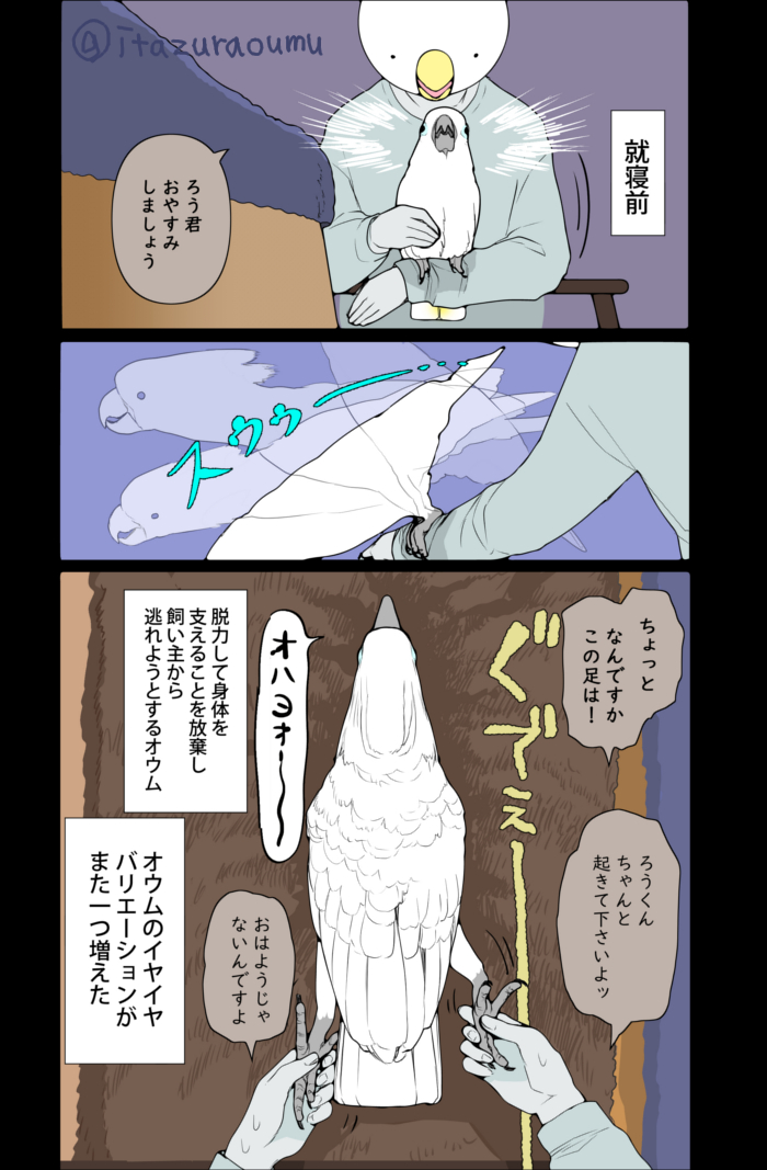 毎日の別れに抵抗するオウム 