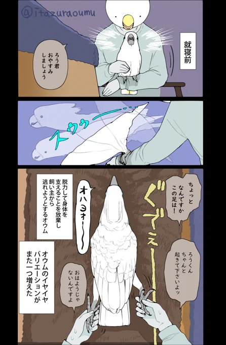 毎日の別れに抵抗するオウム 