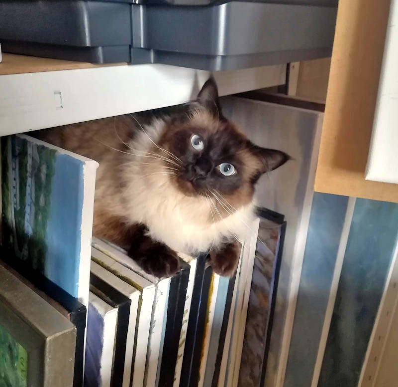 This is Merlin, our 5 year old Ragdoll cat. He mostly likes cuddles, walks, eating and sitting in unlikely places. I've written about more of his art studio antics here😺 chrischalkart.com/painting_blog/… #ragdoll #cats