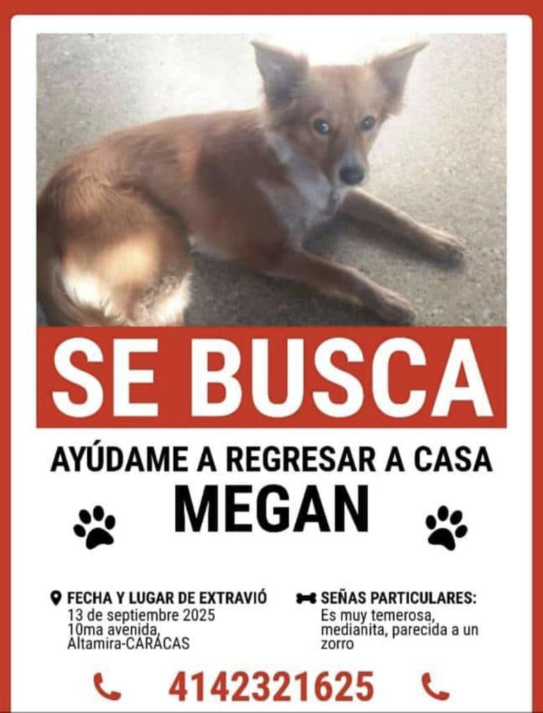 gracon27's tweet image. #Caracas
#Altamira
🚨🚨🚨SE BUSCA🚨🚨🚨
Favor difundir🇻🇪🙏🏻🐶❤️
Gracias✨