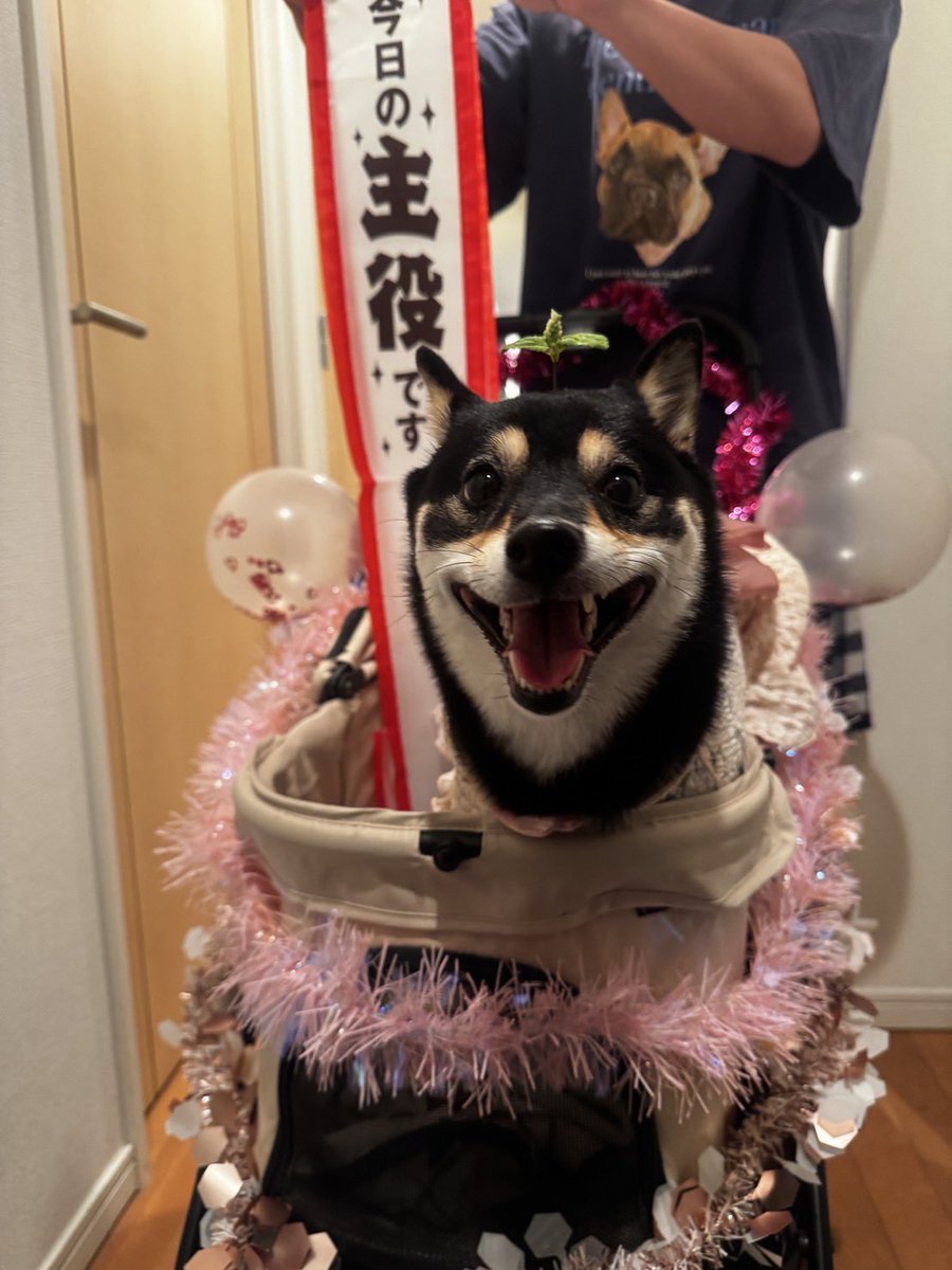 wanta610's tweet photo. 今日はルイの誕生日会でした🎂🎉
犬親バカ過ぎて呆れるけどいいの！可愛いから😁2歳になって、これからも長く素敵に年を沢山重ねてくれるといいな！😁 https://t.co/MIZVD2Guyw