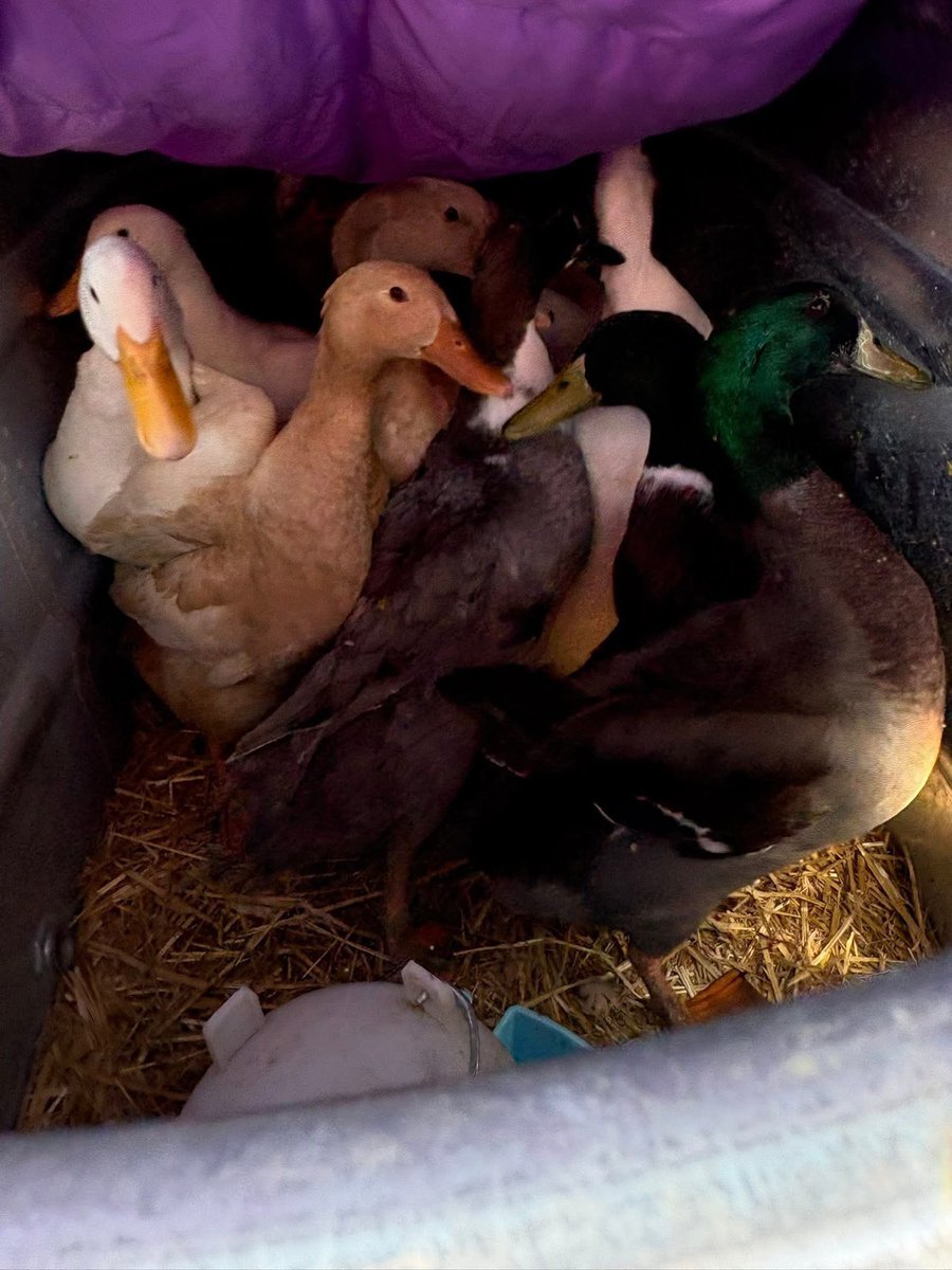 Melinda Howard tweet media