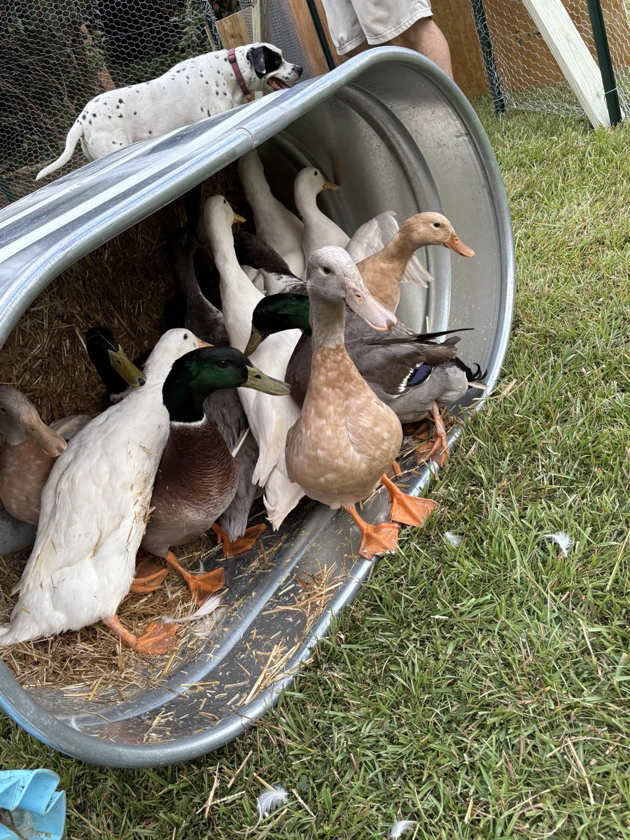 Melinda Howard tweet media