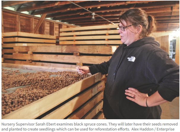 Minnesota Forestry tweet media