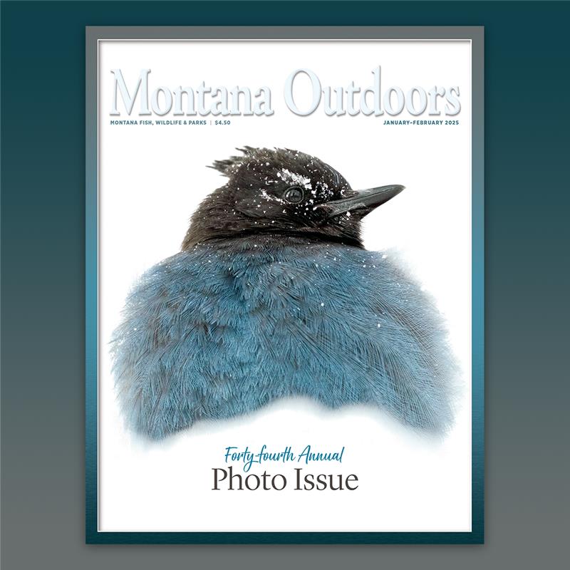 Montana FWP tweet media