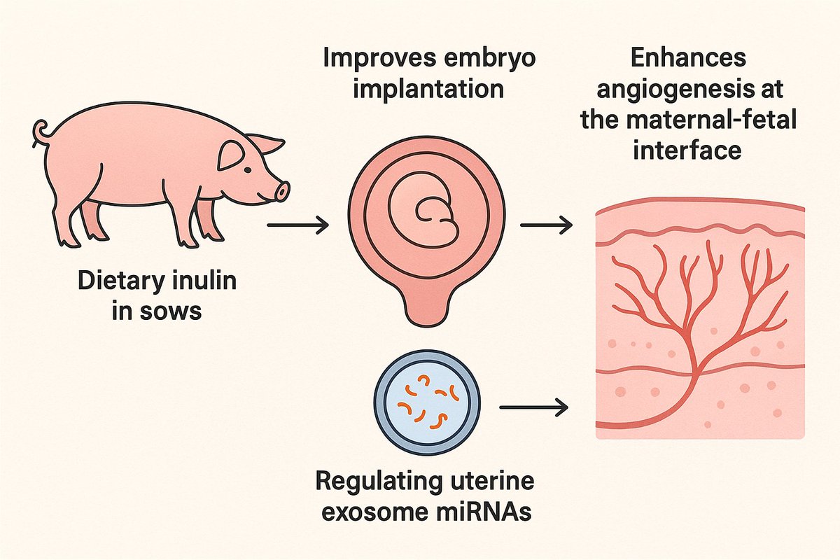 🧬New study reveals that dietary inulin in early gestation boosts embryo implantation in sows by regulating uterine fluid exosomes &amp; angiogenesis!
#AnimalScience #ReproductiveBiology #Inulin #SowFertility   
📖 Read full article in #JASB: 
jasbsci.biomedcentral.com/articles/10.11…