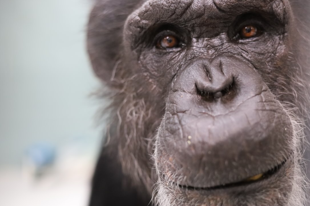 Happy Birthday, Rebecca, from Kimberly! -  chimpsnw.org/2025/09/happy-…