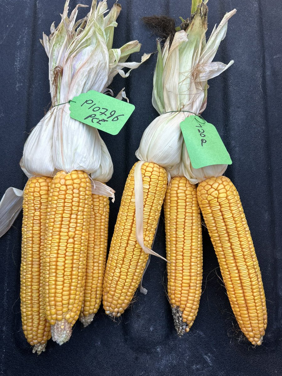 TrevorCrowe11's tweet image. Despite the drought conditions in Eastern Ontario, @fosterholmfarms are still participating in @Corteva @Pioneerseed #yieldhero East competition this fall.