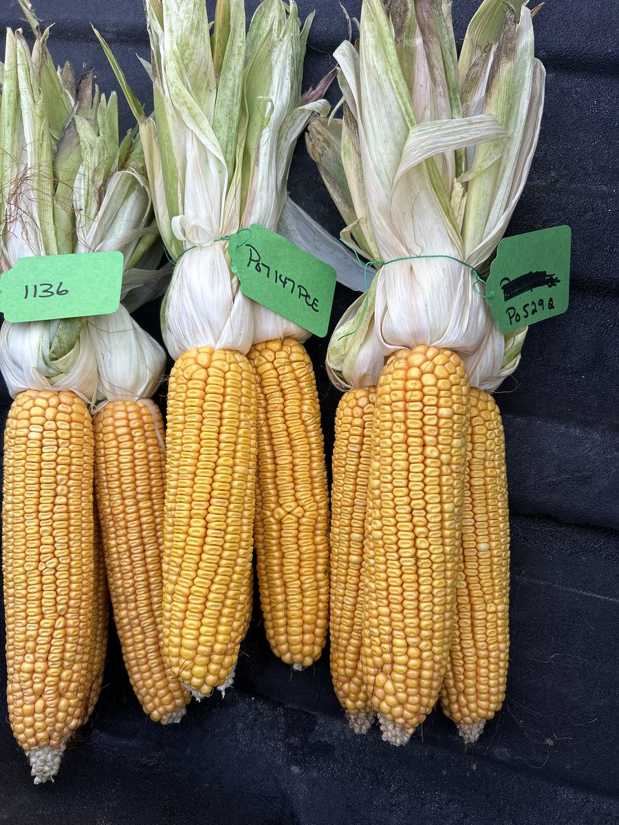 TrevorCrowe11's tweet image. Despite the drought conditions in Eastern Ontario, @fosterholmfarms are still participating in @Corteva @Pioneerseed #yieldhero East competition this fall.