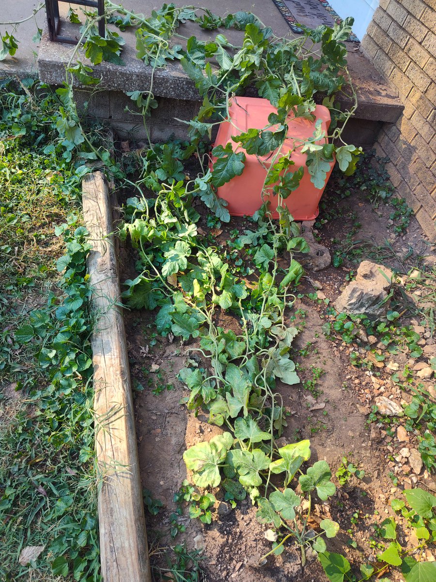 robturnt88's tweet image. Update on my watermelon plant. I really can&apos;t believe I have a watermelon growing. If I can do it so can you. #learntogrow #GrowYourOwnFood