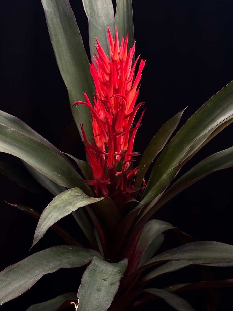 Pitcairnia 'Obsession' (Jim Pearce) TF2138