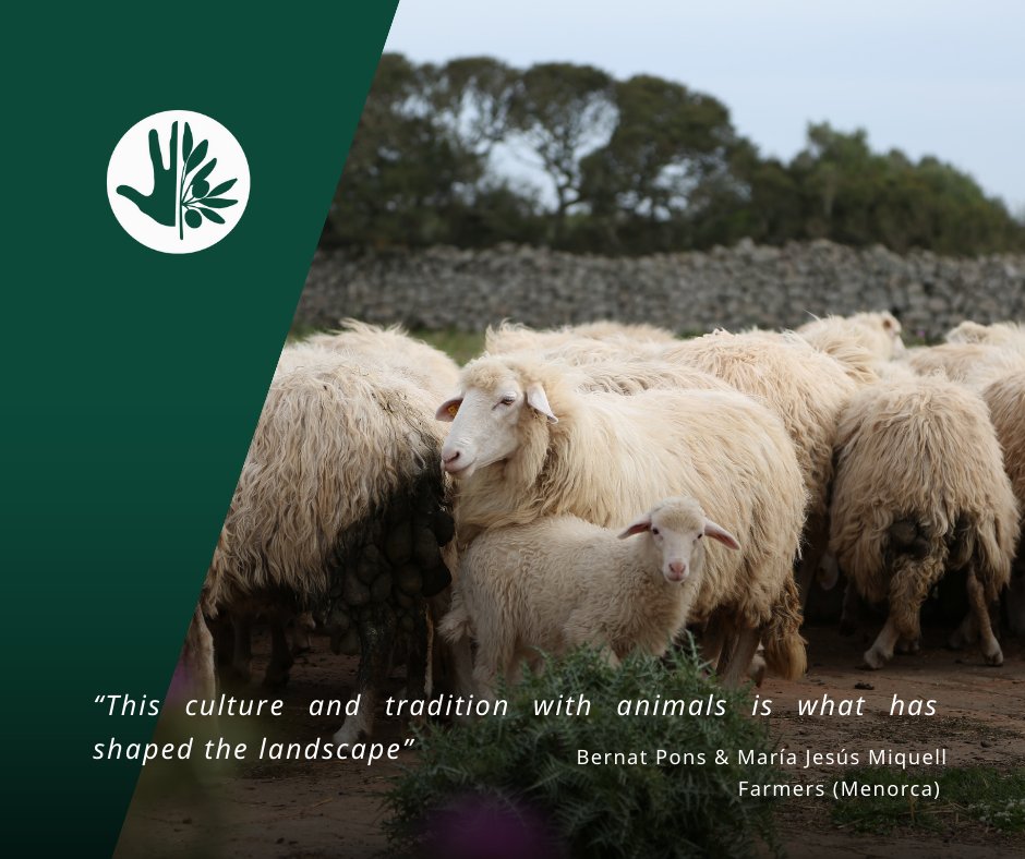 In #Menorca, land, animals, farmers &amp; stone walls remind us that nothing exists in isolation.
#Episode5 of 𝗢𝘂𝗿 𝗖𝗼𝗺𝗺𝗼𝗻(𝘀) 𝗦𝘁𝗼𝗿𝘆
#AMNC #OurCommonsStory #MedNatureCulture #HarvestingPerseverance #Menorca #Agroecology #Resilience