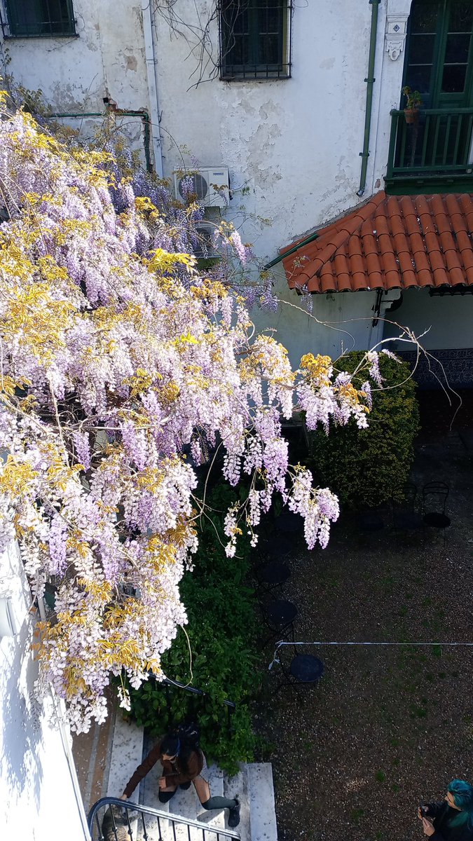 Una alegría de primavera anticipada. En el <a href="/MuseoLarreta/">Museo de Arte Español Enrique Larreta</a> #primavera