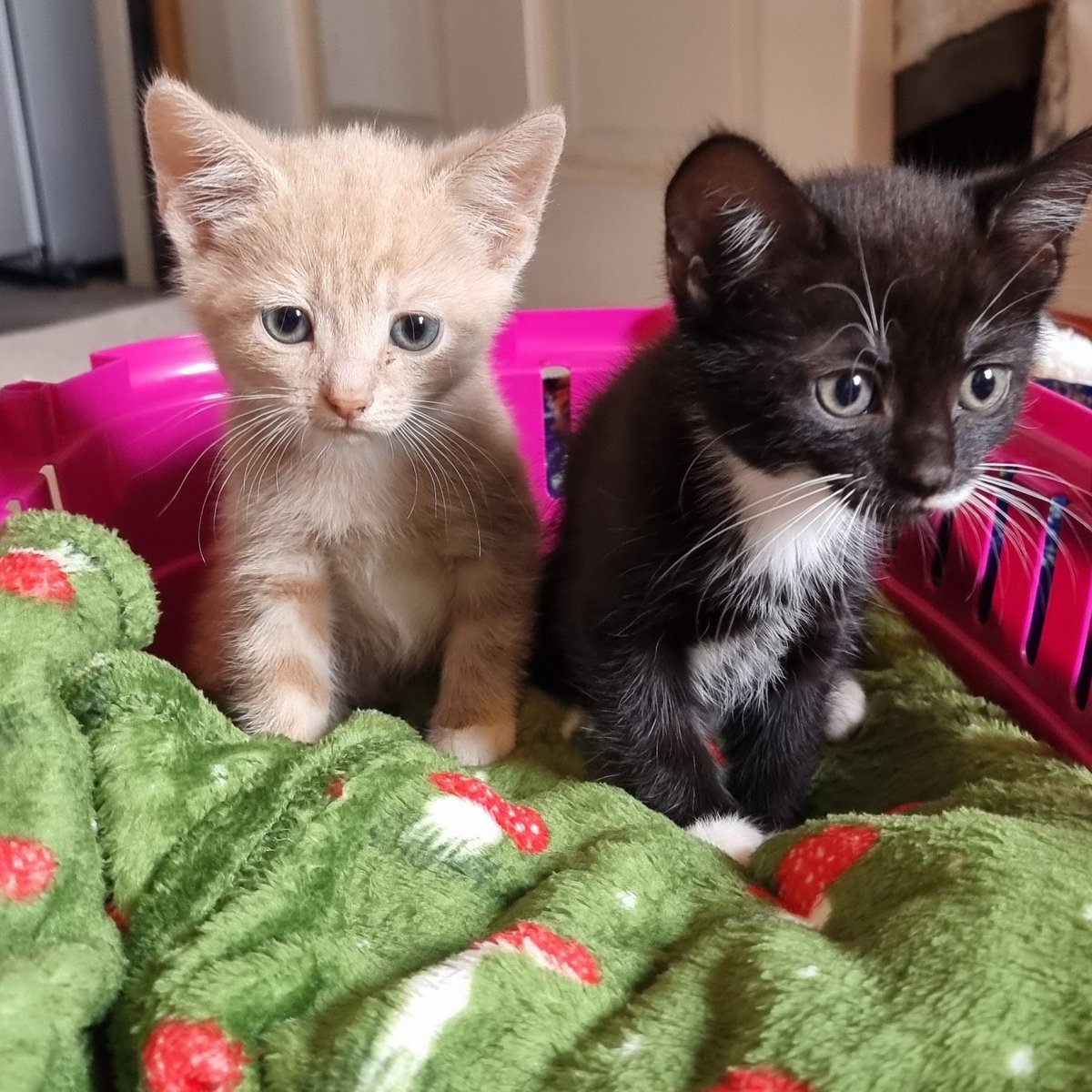 Peter Graham tweet media