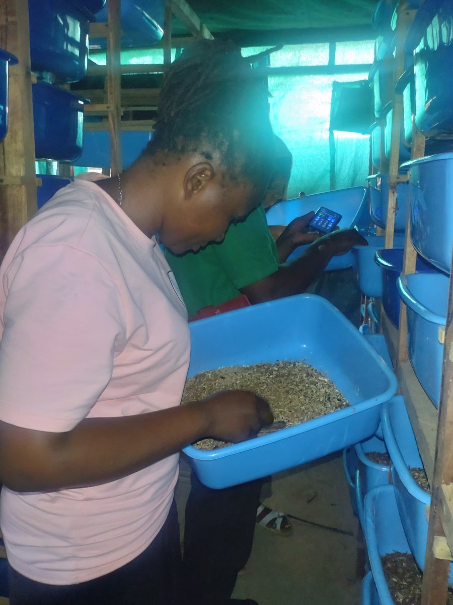 m_a_m_a_h's tweet image. The leaders of the Insect Farmers Cooperative on a visit to Tweyimukye Farmers Group (a member) in Kyemengo, during support supervision.