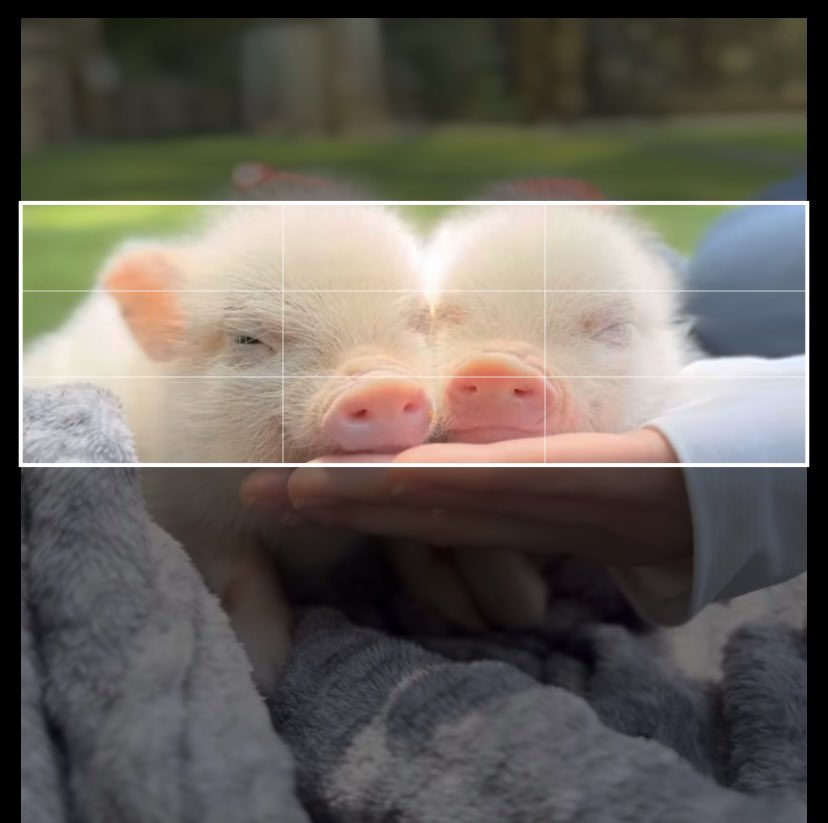 上手くヘッダーにはまりそう？？🐷