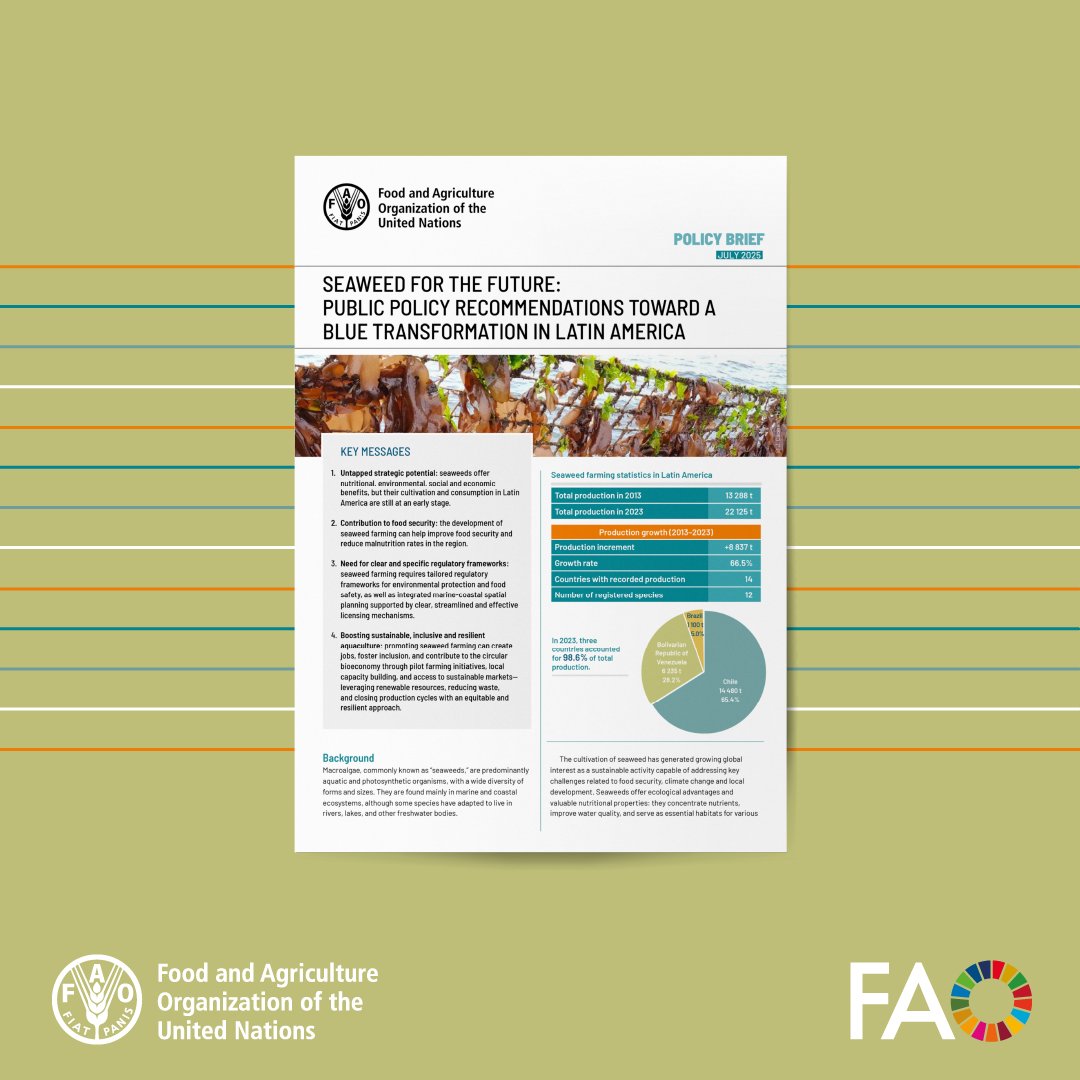 Seaweed can strengthen food security while promoting environmental sustainability.

This <a href="/FAOfish/">Fisheries & Aquaculture</a> policy brief shows how this potential can be unlocked to drive a #BlueTransformation in #LatinAmerica.

Find out more 👉 doi.org/10.4060/cd6054…