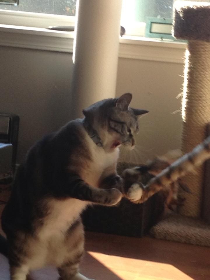 No Cats No Life tweet media