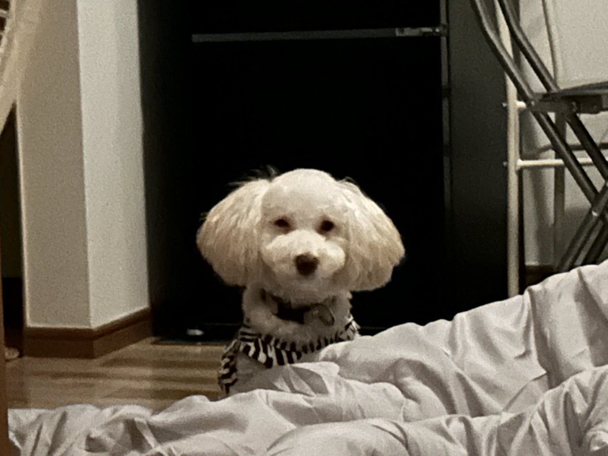 笑笑 #いぬのいる暮らし #トイプードル #保護犬