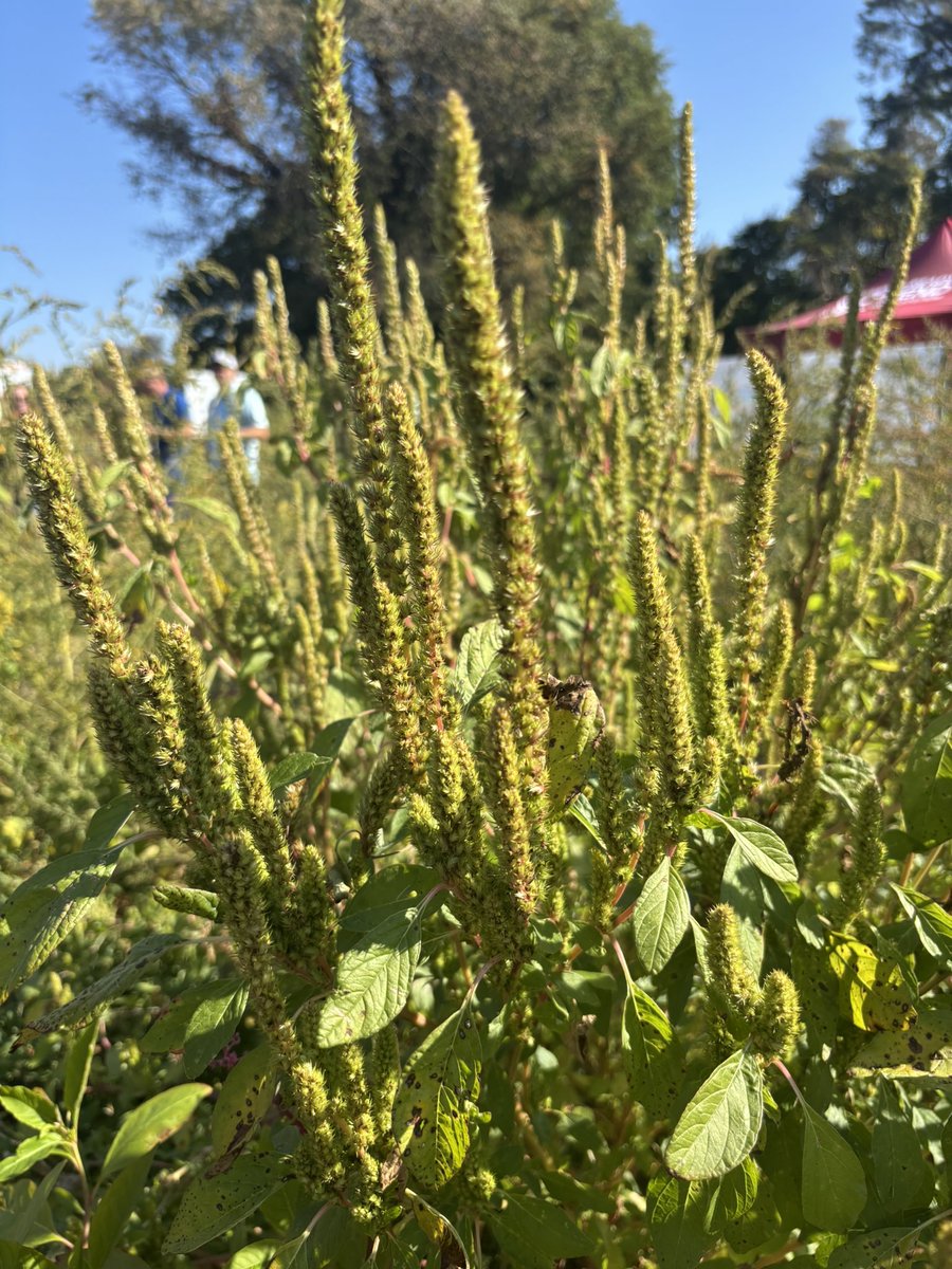 Meagan Ioi CCA-ON tweet media