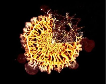 IntMicroDay's tweet image. 🏆Celebrating the Grand Prize winner for #MicrobeArt2025 🏆

A huge congratulations to Matthias Frank at TU Dresden &amp;amp; Chris Hadfield for your unique submission. 

The composite image, merging a Bacillus subtilis biofilm with a night shot of Berlin.