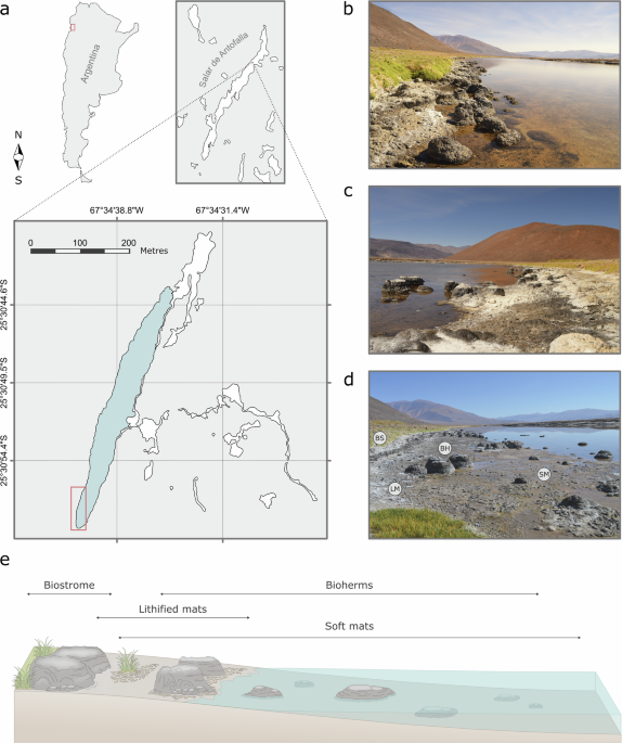 Seasonal biogeochemical variations in a modern microbialite reef under early Earth-like conditions bit.ly/4nBZFSu