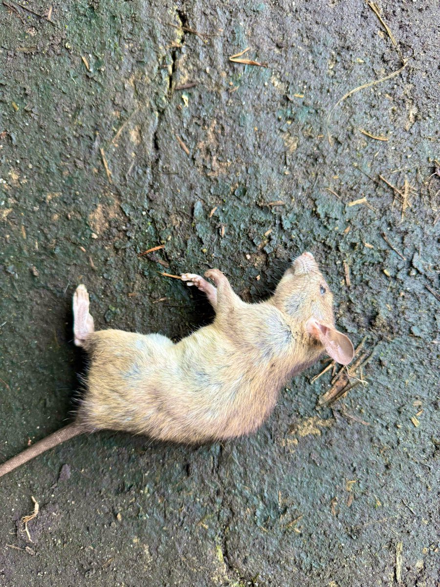 alejandro tweet media