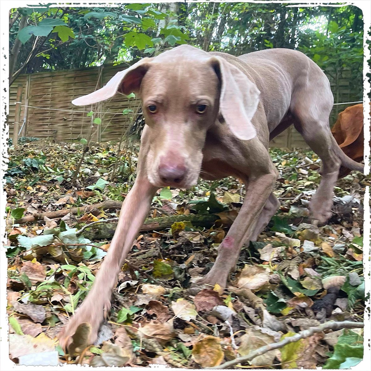 Hundeland's tweet photo. Hallo - Ich bin Malou - kann ich ein ❤️ bekommen? 😁🐶😁…. 

#doglover #ilovemydog #instadog  #dogislove #trustrespectlove #huta #hundeland #hundeblog #lieblingshund #lebenmithund #fellnase  #besterhund  #dogsneeddogs #hundemensch #gassigehen #seelenhund #herzenshund https://t.co/zzyJnZH3wJ