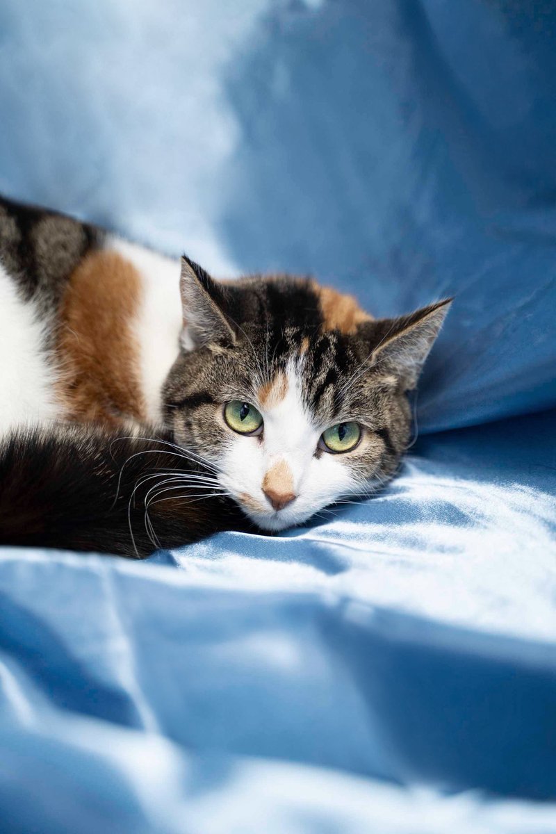 Rosie’s world was turned upside down when her person was hospitalized &amp; couldn’t return home. This young #calico may need time to adjust, but with patience she’ll show her sweet, affectionate side. She’s ready for a 2nd chance. Could it be with you?

#calicocat #kitten #catsofX