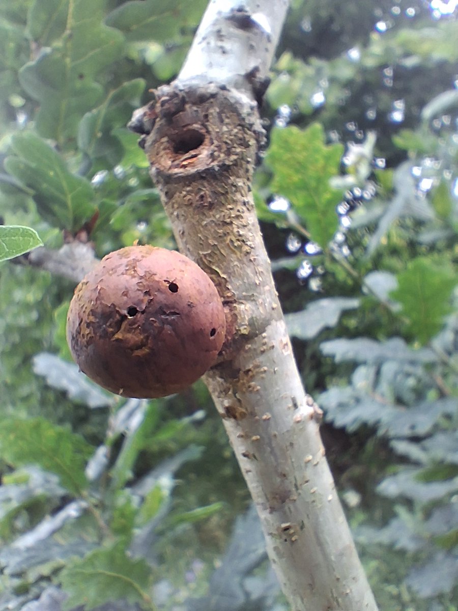 There are two links to oak trees in #GawthorpeHall's An Account of Life exhibition. The 1660s embroidered acorn and the ink used to write the Shuttleworth Accounts, made of oak galls.  Find out more on a visit to the Hall, open to 2 November tiny.cc/EventsAtGawtho…