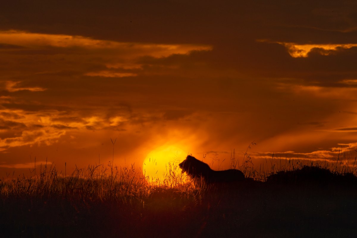 Crowned by Light!
Sun-Kissed Royals of the Wild. One of the things I always look for in the Masai Mara is that perfect glimpse of a wild beauty framed by the rising or setting sun. Here is an unforgettable, sunlit moment 📷 A lion king 📷 
#SunKissedWild #LionKing #MaraTrails