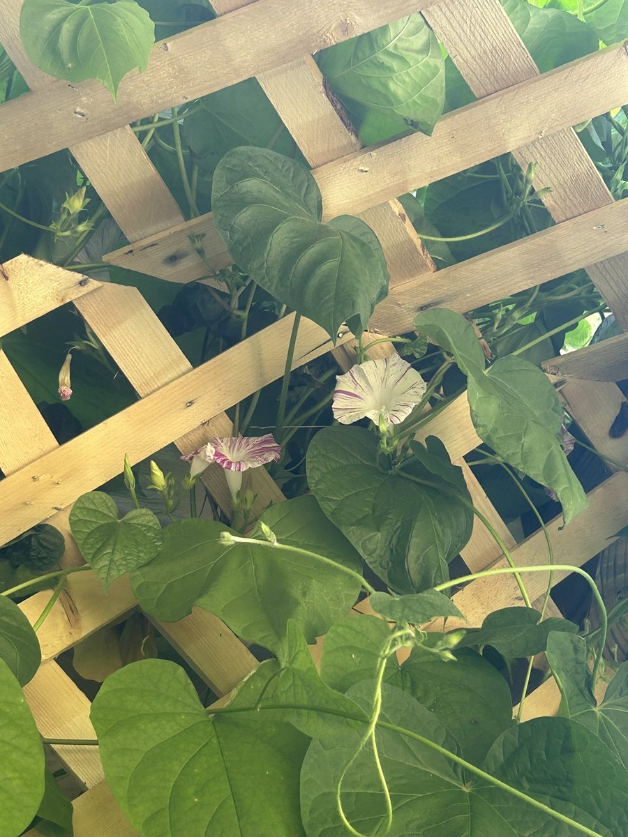 my flowers are finally blooming 😍😍