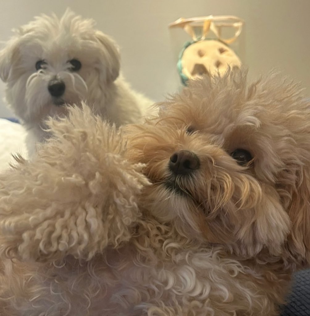 8rchves's tweet photo. the yoon-choi pawmily! 🏡🐾
— a jeongcheol co-parenting series https://t.co/6zaWjuRbIB