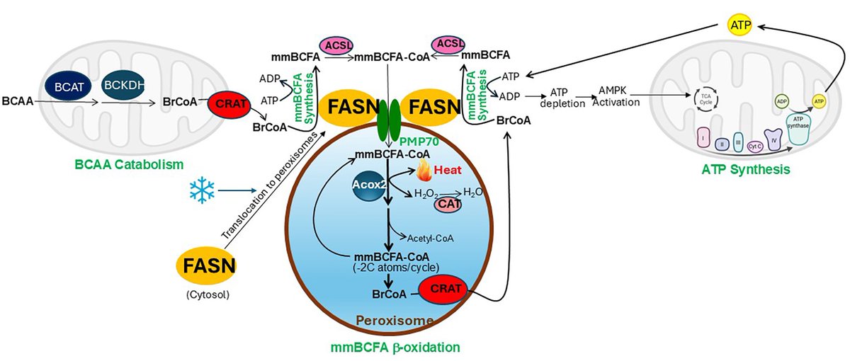 Irfan Lodhi (@lodhilab) on Twitter photo Happy to share our new paper in <a href="/Nature/">nature</a> led by staff scientist Xuejing Liu <a href="/Jessielxj2/">Xuejing (Jessica) Liu, MD, PhD</a>. We report identification of a UCP1-independent pathway of brown fat thermogenesis involving ATP-consuming metabolism of BCFA in peroxisomes. #Obesity #T2D
nature.com/articles/s4158…
<a href="/WashUDeptMed/">WashU Medicine Department of Medicine</a> Happy to share our new paper in <a href="/Nature/">nature</a> led by staff scientist Xuejing Liu <a href="/Jessielxj2/">Xuejing (Jessica) Liu, MD, PhD</a>. We report identification of a UCP1-independent pathway of brown fat thermogenesis involving ATP-consuming metabolism of BCFA in peroxisomes. #Obesity #T2D
nature.com/articles/s4158…
<a href="/WashUDeptMed/">WashU Medicine Department of Medicine</a>