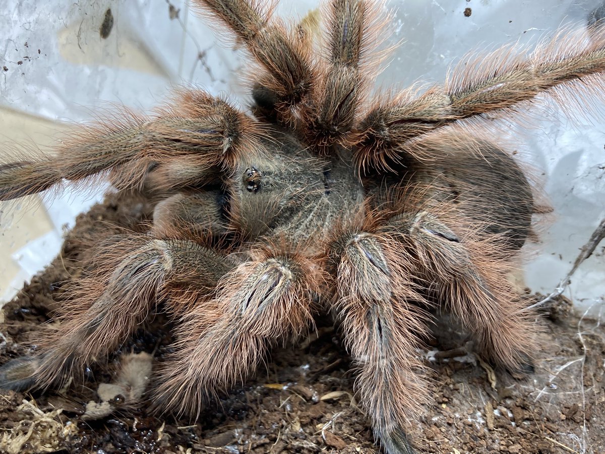 ブラジリアンジャイアントブロンド Nhandu tripepii ♀ 脱皮してから 