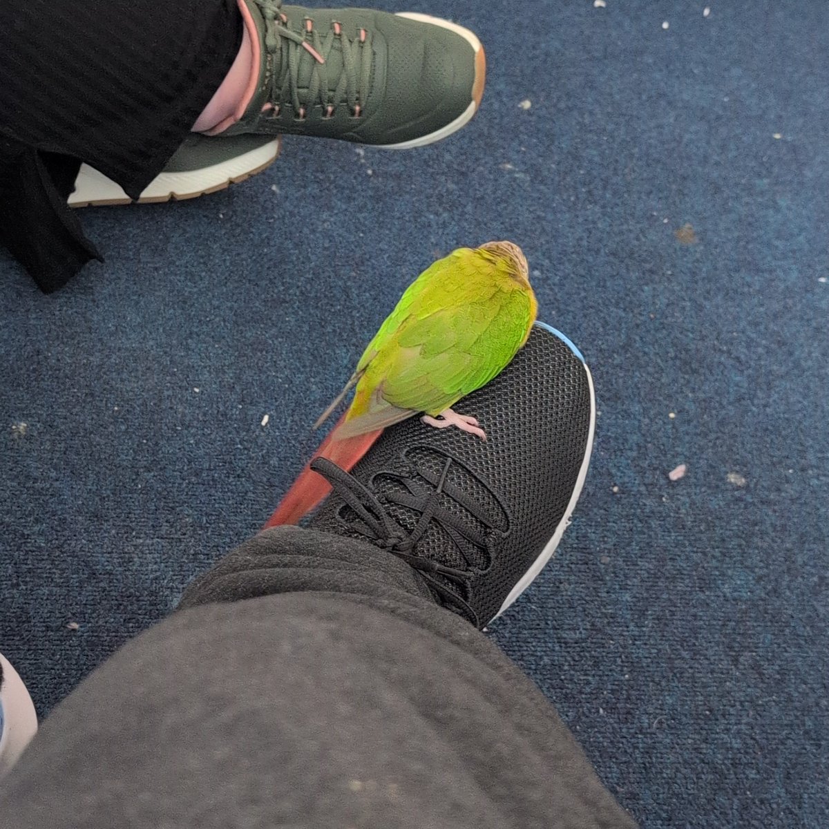 chrisk_port's tweet image. #BillytheConure #PineappleConure #Birdsoftiktok #BirdsofFacebook #BirdsofInstagram #BirdsOfX