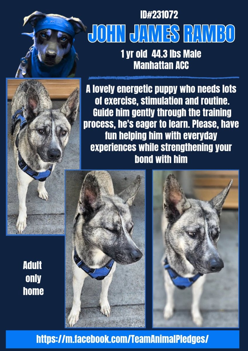J.J.RAMBO 🩵 #231072  1yr old Boy 🩵  NYCACC 
#PuppyLove!  Beautiful and unique puppy in 
need of a best friend and forever home!!
Full of energy and spirit he's ready for guidance 
and training!!  Scary being caged up.. come get him!
#Adopt #Foster
#Pledge4Rescue 
HOME WANTED 🏡