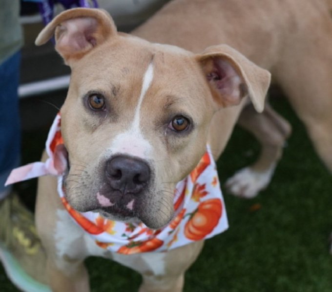 🆘Prince just wants to be loved Pls help this 9mth old puppy 💔 Rt Share 🙏#FostersSaveLives #Pledge4Rescue #Adoptme