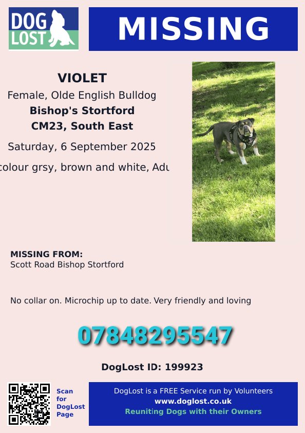 It's been over a week since Violet went #missing. 
She is now believed stolen 😔

She was not wearing a collar but her microchip is registered to owner and up to date. She has been reported to the microchip company as stolen. 
She answers to V &amp; Violet Bishop Stortford #CM23