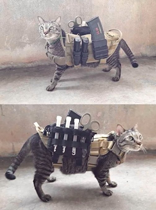 NewsForce tweet media