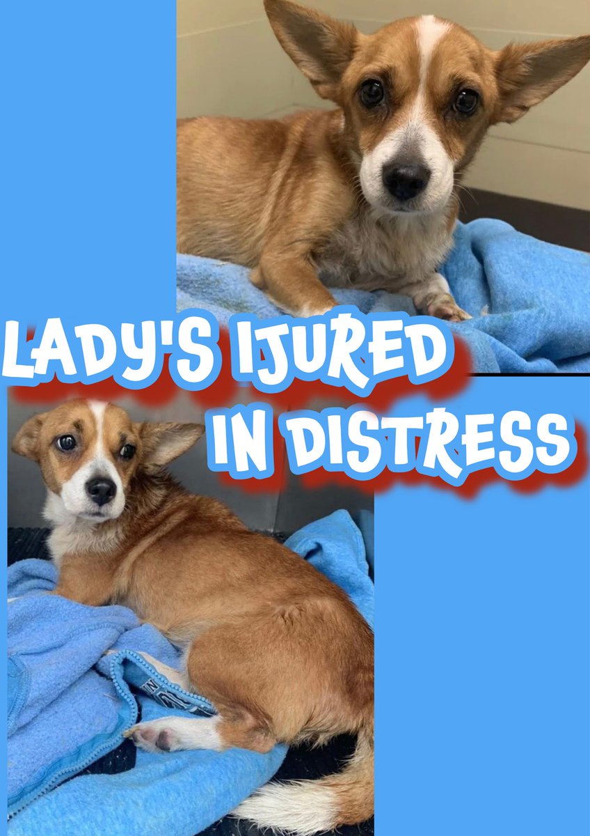 🆘Plz HELP INJURED LADY #A383863
1 yr CORGI mix
BROKEN (R) PELVIS &amp; now
INCONTINENT😭
LADY can’t stand due 2 the pain💔
Trying 2B friendly &amp; stoic
But she’s absolutely TERRIFIED
Without rescue🔥DIES 9/20🔥
Surgery’s $$$$😩
🙏Plz help #Pledge generously
Maybe YOU can help sponsor