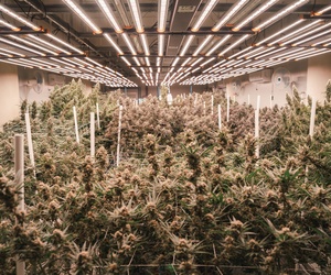 4 Secure Storage Solutions for Your Cannabis Business medicalmarijuanapages.com/4-secure-stora…