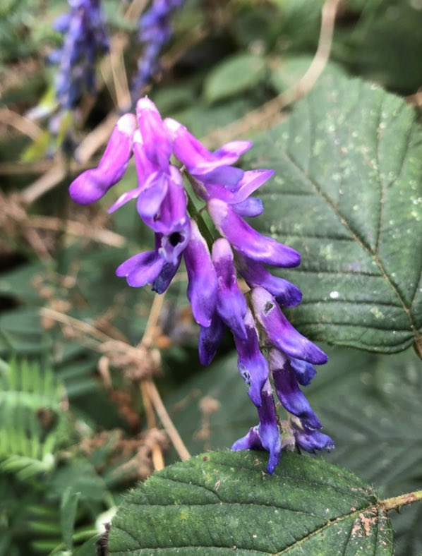 Lucky to have a small amount of Tufted Vetch at Ganton GC, it is a native perennial plant to the uk. Typically found growing in grasslands,  meadows and hedgerows, to a mature height of up to 200cm.