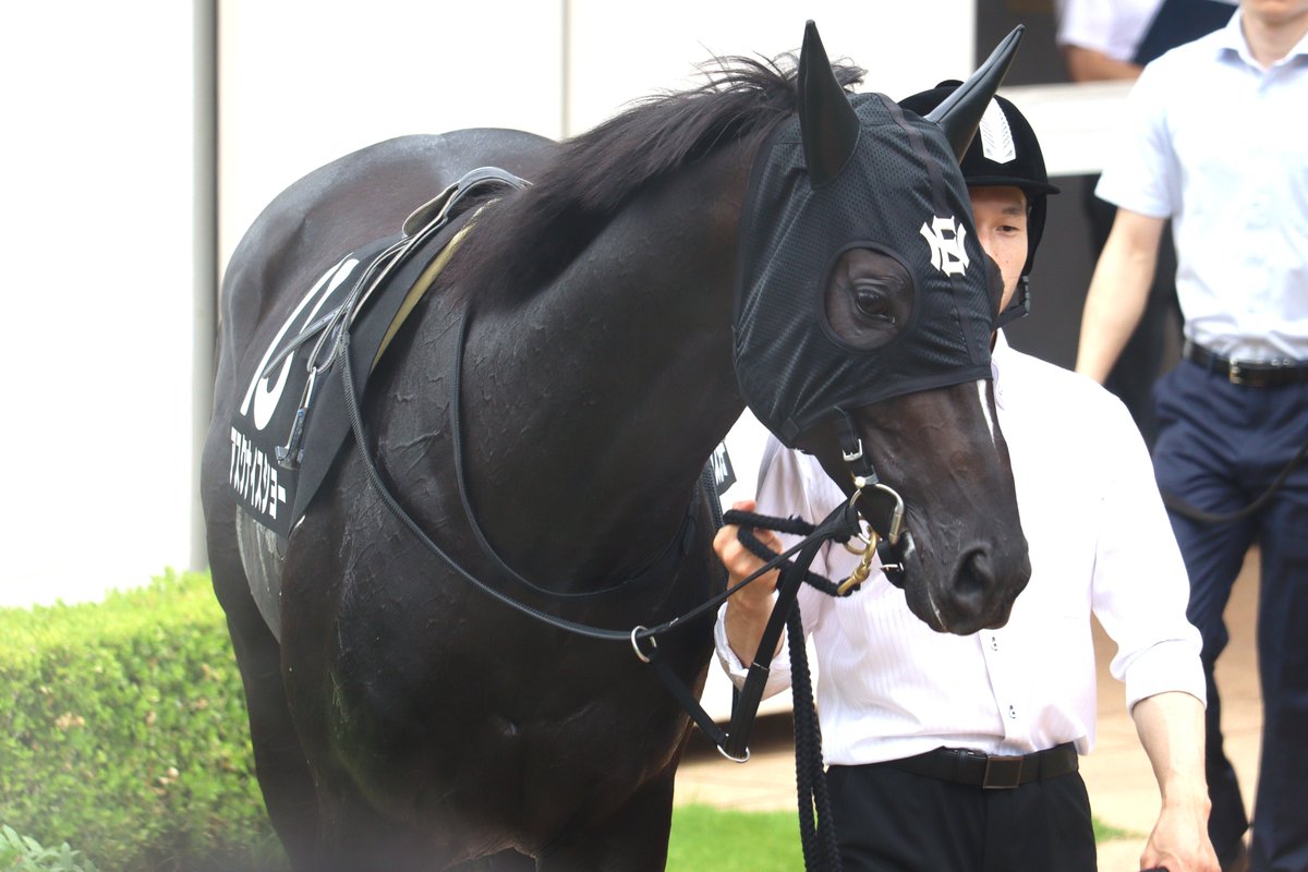 盗まれた馬 カヴァレリッツォ (Cavallerizzo) | 競走馬データ - netkeiba